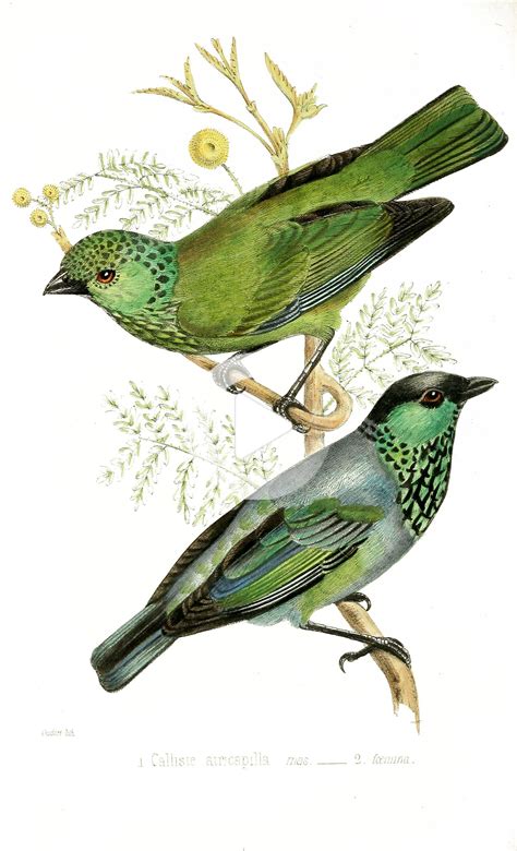 illustrations of birds