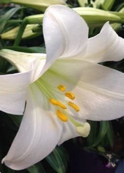 New Ulm Obituaries Archives - Ingstad Media