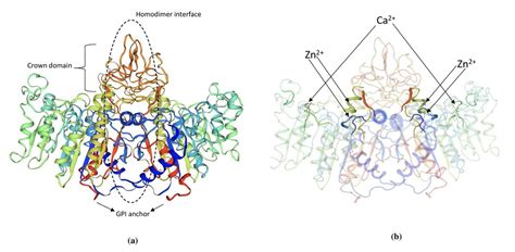 The Physiological and Pathological Role of Tissue Nonspecific Alkaline ...