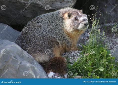 Rockchuck (Marmota Flaviventris) Stock Photo - Image of vermin, yellow ...