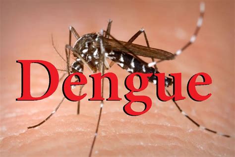 Dengue type 2 in Delhi causing severe infection, multi-organ ...