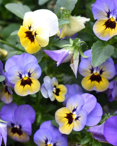 What Most Gardeners Forget About Spring Bulbs—And How to Fix It