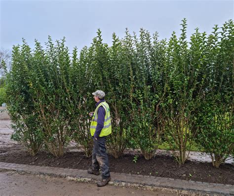 Image result for Privet Types