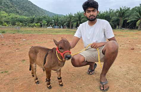 "Discover rare miniature cattle breeds like Micro Mini Cows, Punganur ...