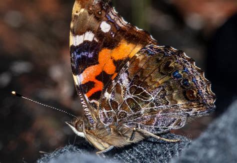 Vanessa indica pholoe | Butterfly