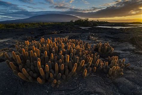 Lava cactus (Brachycereus nesioticus) growing on bare lava #24388983