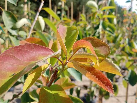 Exploring the Beauty of Autumn Brilliance Apple Serviceberry | Garden ...