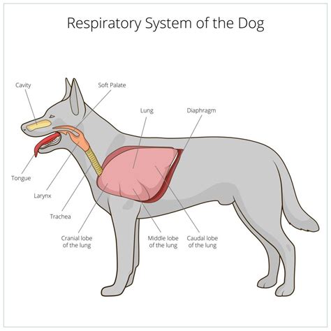 Kennel cough affects a dog's respiratory system Vet Tech School, Vet Tech Student, Vet Medicine ... - what kills kennel cough on surfaces