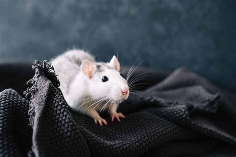 Do Rats Carry Rabies? - Forterra Pest Control