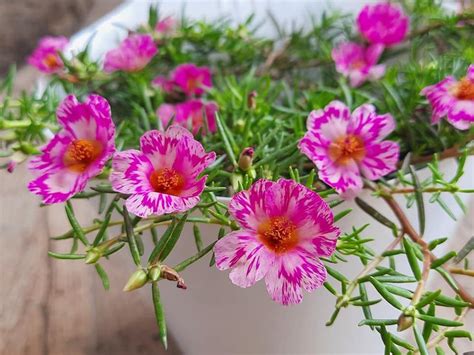 Urban Gardens Portulaca Set of 20 plants unrooted 20 different ...