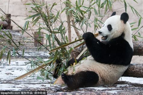 旅俄大熊猫“如意”“丁丁”完成首次“亲密接触”，园方：若“丁丁”怀孕 生下的宝宝将送回中国 - 视频下载 Video Downloader