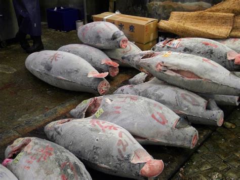 Tokyo Guide | Tsukiji | Der größte Fischmarkt der Welt