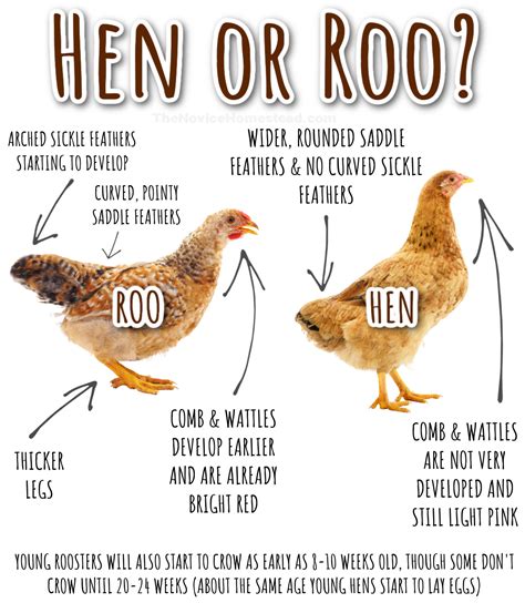 8 Ways To Tell A Rooster From A Hen - The Novice Homestead