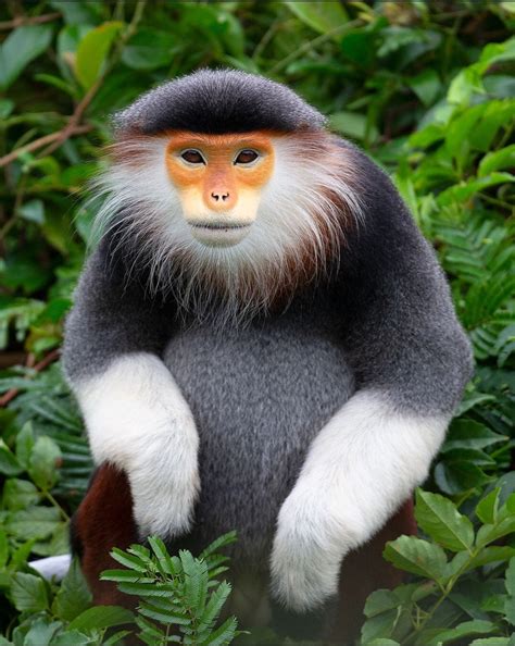 Red Shanked Douc Langur Habitat