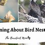 Image result for Amazing Animal Nests
