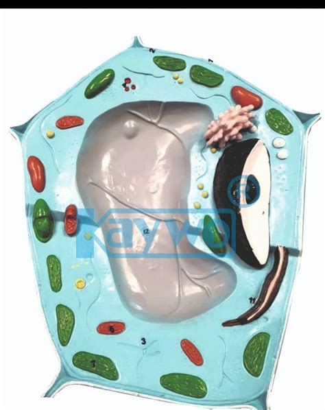 Biological Reproduction Model Kit 的图像结果