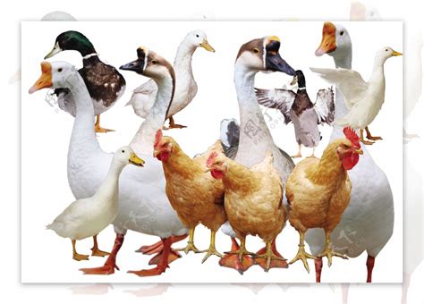 鸡鸭鹅图片素材-编号17049394-图行天下
