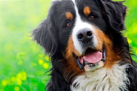 Berner Sennenhond St Bernard Mix