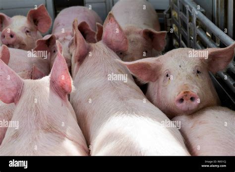 Image result for Loading Pigs for Processing