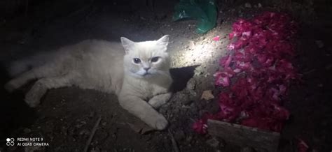 Grieving cat sits beside grave of sibling after its death ...
