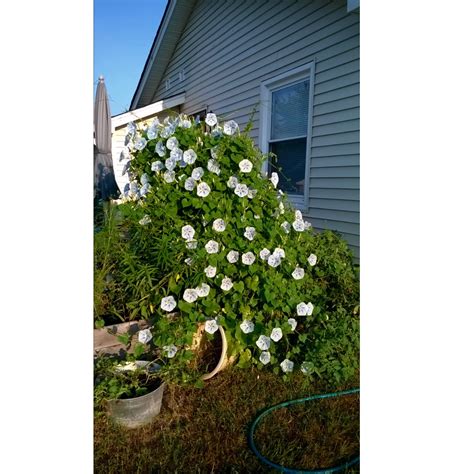 Image result for Spring Gardening Tips