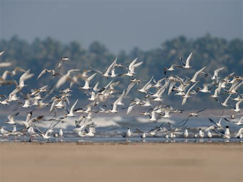 Bihar kicks off 3-day Nagi Bird Festival from today | TimesTravel