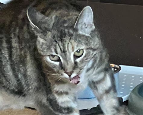 No more wire hangers! : r/Catswhoyell