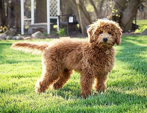 Miniature Goldendoodle: 11 Incredible Facts You Need to Know