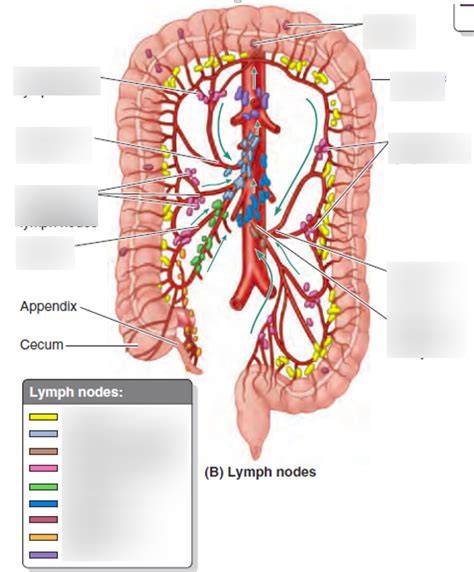 Image result for Small Intestine Lymph Nodes