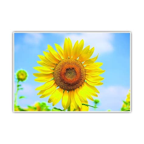 Anne Print Solutions Sunflower Poster (Without Frame) For Home Decor ...