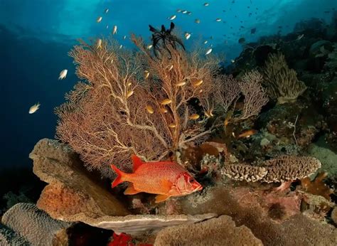 Kri Island, Raja Ampat: A Complete Guide for Travelers