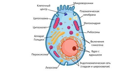 Органоиды клетки под микроскопом - 22.04.23 09:30 | Пикабу