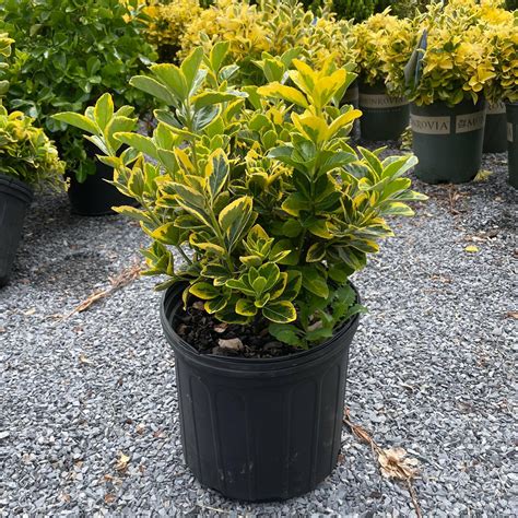 Euonymus Plant Care
