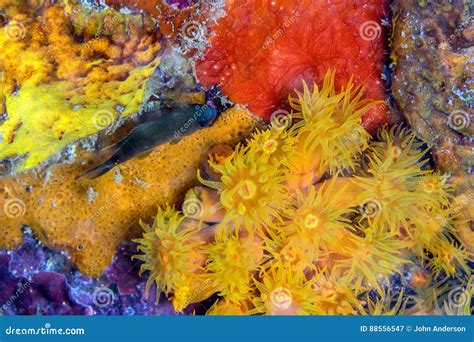 Orange cup corals stock image. Image of leeward, underwater - 88556547
