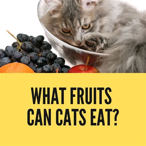What Fruits Can Cats Eat? Know the Risks and Benefits - Birman Cats Guide