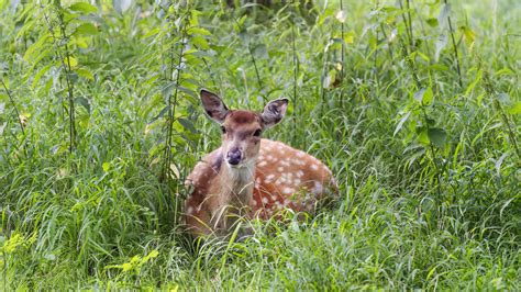 Download wallpaper 2560x1440 deer, grass, forest, animal, wildlife ...