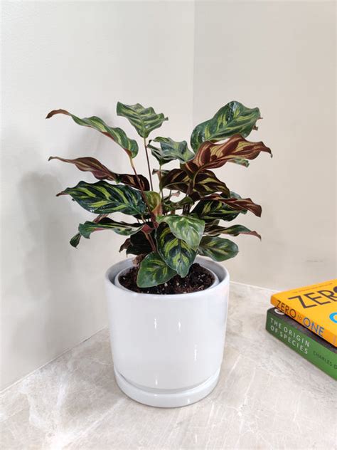 Buy Calathea Makoyana Plant - Perfect Corporate Gift – ChhajedGarden.com