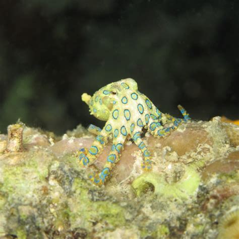 Image result for Blue-Ringed Octopus Range