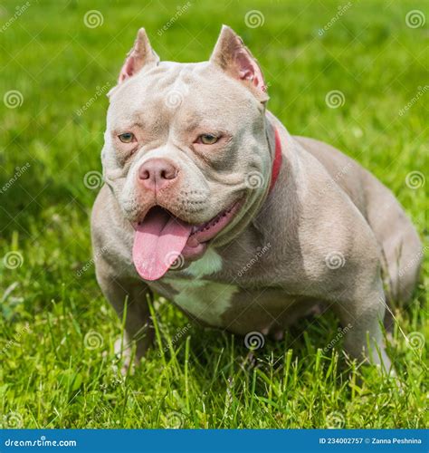 A Pocket Female American Bully Puppy Dog Sitting on Green Grass Stock ...