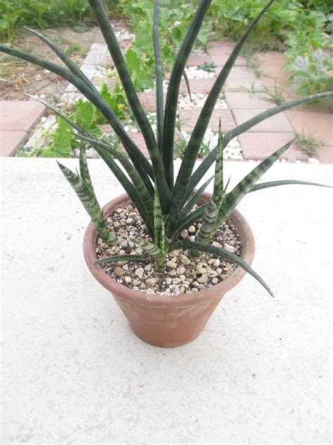 Sansevieria cv. Fernwood ファーンウッド 子株3 | COOL-PLANTs
