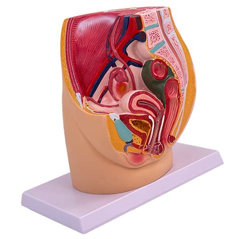 Image result for Making Female Reproductive Organ Model