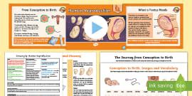 PSHE Stereotypes KS1 Lesson Pack - Growing Up: Pink and Blue