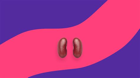 Is gabapentin safe for kidneys? Understanding gabapentin and renal impairment