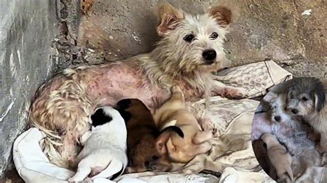 They were hiding in abandoned houses begging me to save their children ...