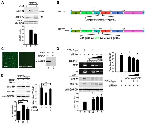Human Parainfluenza Virus Type 3 Matrix Protein Reduces Viral RNA Synthesis of HPIV3 by ...