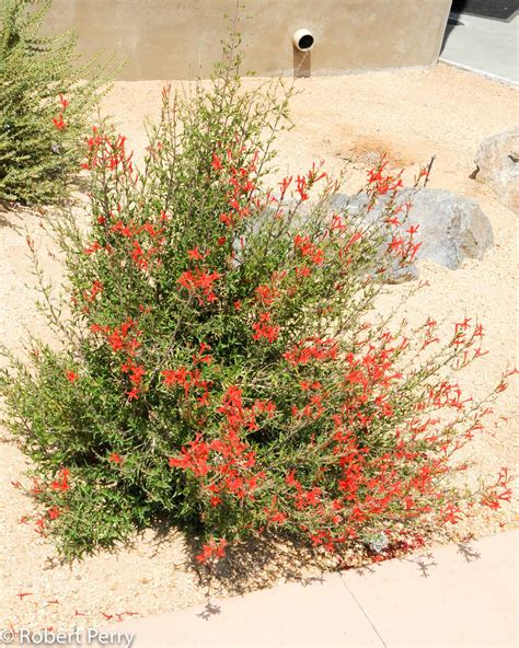 Flame acanthus - Waterwise Garden Planner