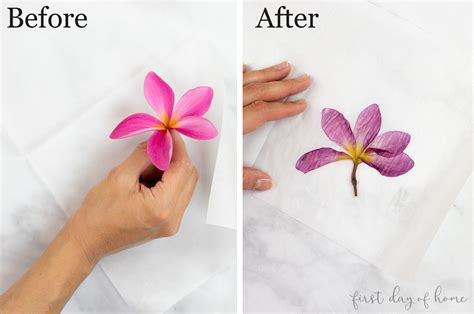 Parchment Paper Alternative For Pressing Flowers at Arthur Snipes blog