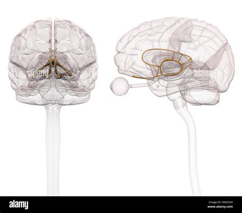Brain Limbic System Blank