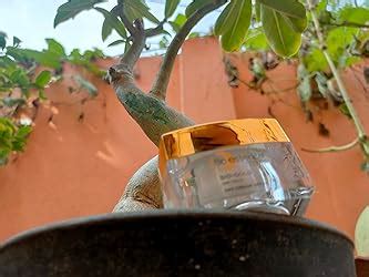 Bio-essence Bio-Gold Day Cream SPF25/PA+++ (40 gm) : Amazon.in: Beauty