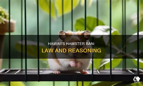 Hawaii's Hamster Ban: Law And Reasoning | PetShun